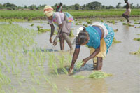 eINDIA 2009 nominations: eAgriculture