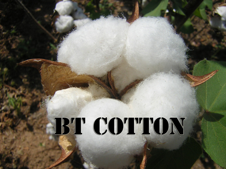 Krishidhan Seeds and MSCGMFL collaborate to endorse BT cotton