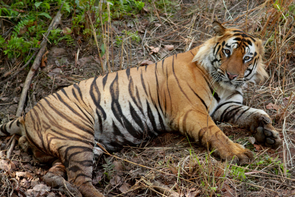 Kaziranga resorts to technology to protect tigers