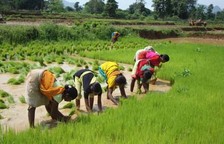 Odisha to draft organic farming policy in two months