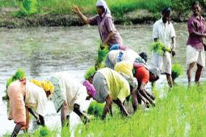 Agriculture Sector