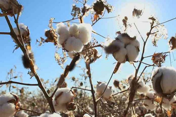 Maharashtra shows the way in cotton and agro commodities marketing