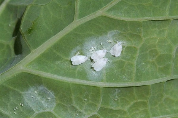 whitefly